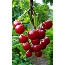 Fidanlıdan Tüplü Kütahya Vişne Fidanı