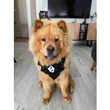 Sosyal Patiler Damatlık Köpek Airtag Bandanası