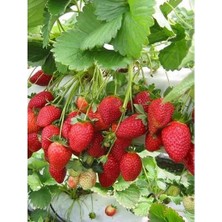 Ada Tarım 60 Adet Albion Açık Köklü Frigo Taze Yediveren Çilek Fidanı Fidesi