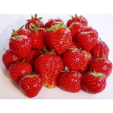 Ada Tarım 35 Adet Festival Açık Köklü Frigo Taze Yediveren Çilek Fidanı Fidesi