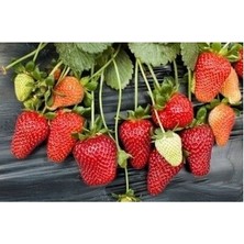 Ada Tarım 25 Adet Monterey Açık Köklü Frigo Taze Yediveren Çilek Fidanı Fidesi