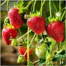 Ada Tarım 100 Adet Camarosa Açık Köklü Frigo Taze Yediveren Çilek Fidanı Fidesi