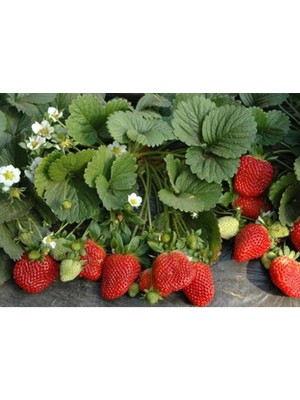 NET TARIM 5 Adet Soğuklara Dayanıklı Yüksek Rakım Açık Köklü Frigo Taze Yediveren Çilek Fidanı Fidesi