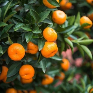 Tüplü Satsuma ( Rize Mandalina ) Fidanı