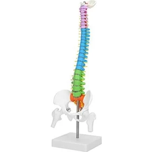 Renkli Tam Boy Hareketli Femur Eklemli Omurga Iskeleti 45 cm (Omurilik ve Sinir Modeli) Model 38