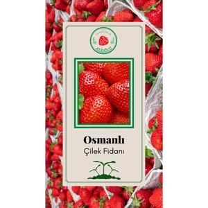 50 Adet Osmanlı Çilek Fidesi Açık Kök ve Taze Söküm