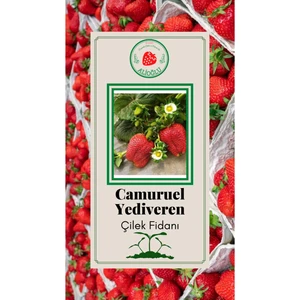 Camuruel Çilek Fidanı