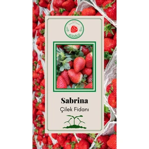 2 Adet Sabrina Çilek Fidesi Açık Kök ve Taze Söküm