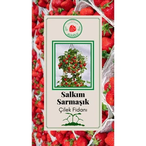 Salkım Sarmaşık Çilek Fidesi