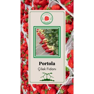 Portola Çilek Fidanı