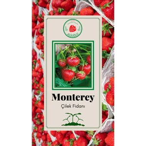 Monterey Çilek Fidesi