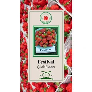 30 Adet Festival Çilek Fidesi Açık Kök ve Taze Söküm