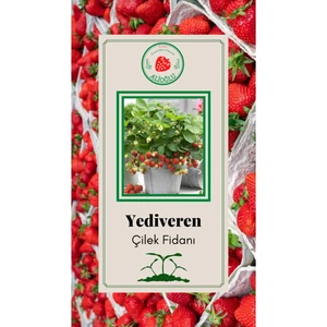 50 Adet Yediveren Çilek Fidesi Açık Kök ve Taze Söküm