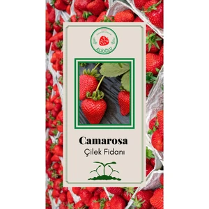 Camarosa Çilek Fidesi