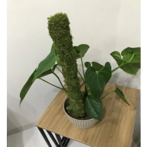 Green Deco Bitki Destek Çubuğu(Yosun Sopası) 45CM