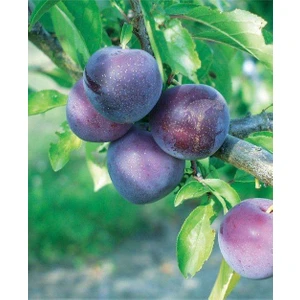 Tüplü Black Diamond ( Japon ) Erik Fidanı