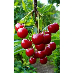 Tüplü Kütahya Vişne Fidanı