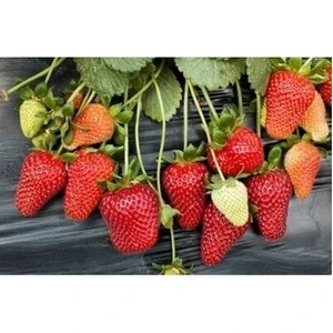 Ada Tarım 25 Adet Monterey Açık Köklü Frigo Taze Yediveren Çilek Fidanı Fidesi