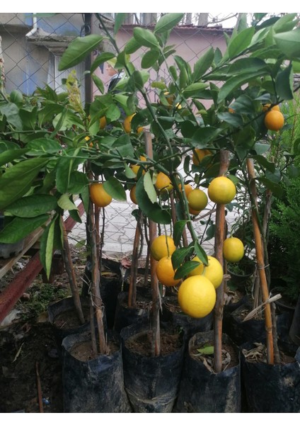 Doğa Çiçekçilik Limon Fidanı Yediveren 80-100CM