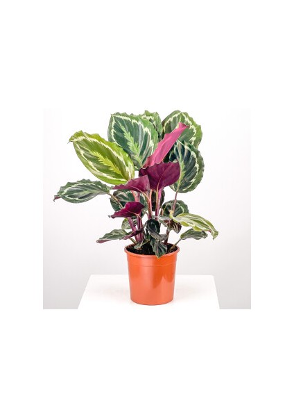 Kalatya-Calathea Medallion-İthal 30-40Cm