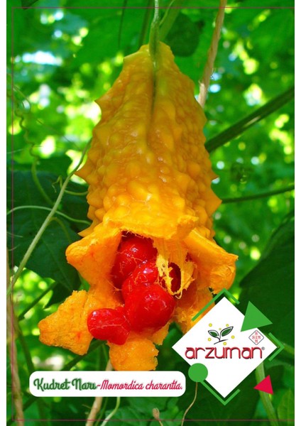 Kudret Narı(Momordica Charantia) Tohumu 5 Adet