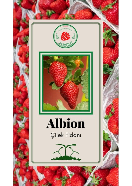 Albion Çilek Fidanı