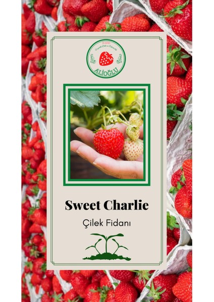 500 Adet Sweet Charlie Çilek Fidesi Açık Kök ve Taze Söküm