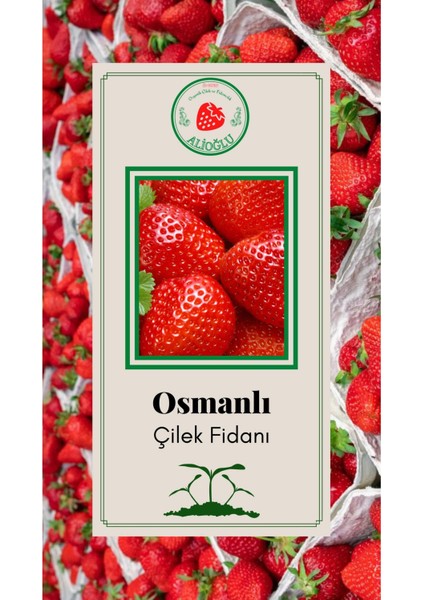 Osmanlı Çilek Fidanı