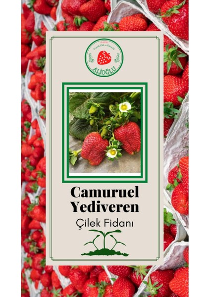 Camuruel Çilek Fidanı