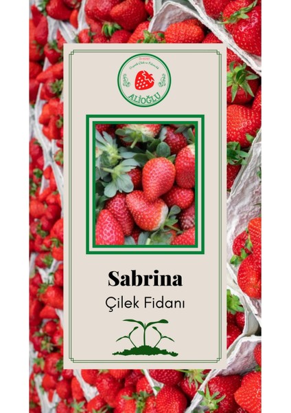 Sabrina Çilek Fidanı