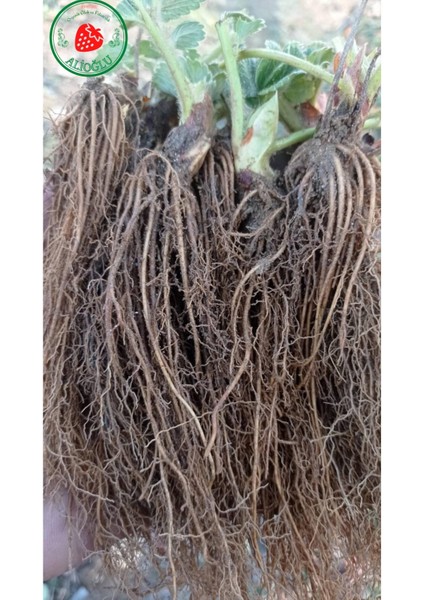 1 Adet Sanandreas Çilek Fidesi Açık Kök ve Taze Söküm fiyatları