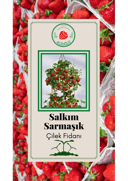 30 Adet Salkım Sarmaşık Çilek Fidesi Açık Kök ve Taze Söküm