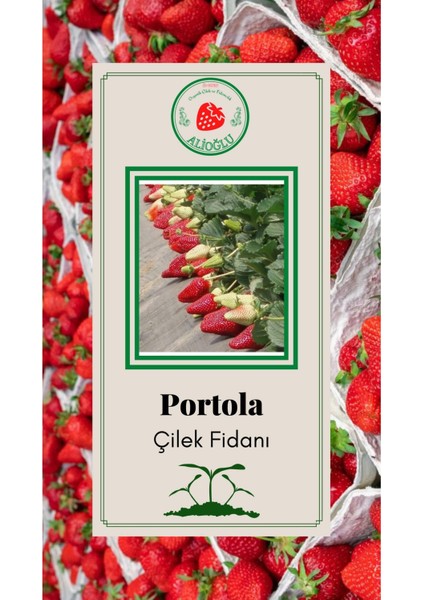 Portola Çilek Fidanı