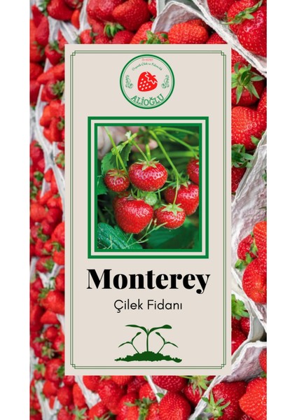 Monterey Çilek Fidanı