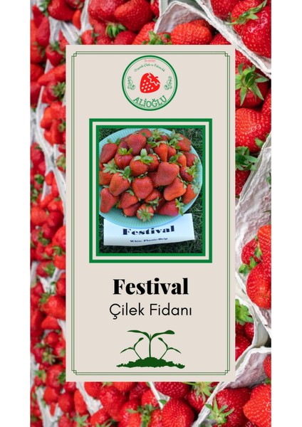 Festival Çilek Fidanı