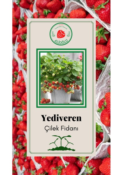 Yediveren Çilek Fidanı