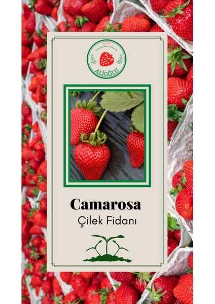 50 Adet Camarosa Çilek Fidesi Açık Kök ve Taze Söküm