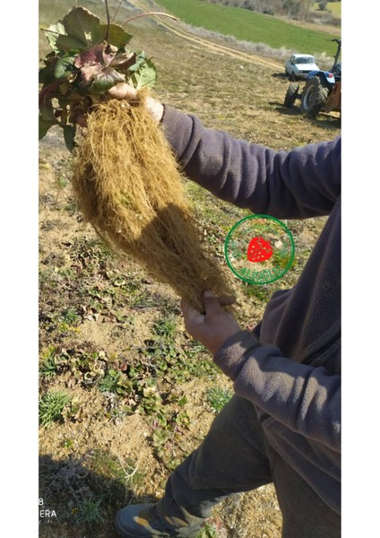 200 Adet Albion Çilek Fidesi Açık Kök ve Taze Söküm fiyatları