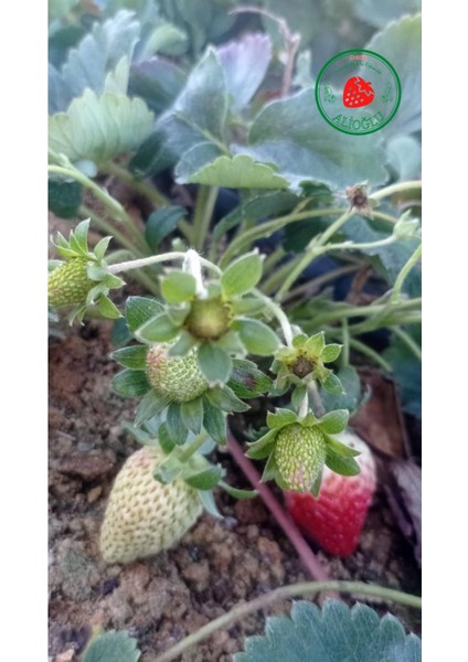 5 Adet Sabrina Çilek Fidesi Açık Kök ve Taze Söküm indirimleri