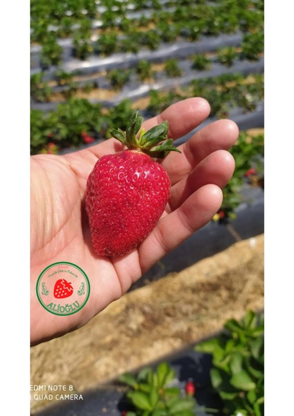 50 Adet Sweet Charlie Çilek Fidesi Açık Kök ve Taze Söküm fırsatları