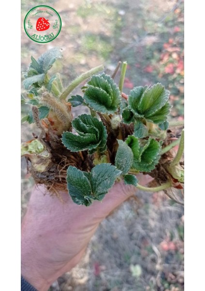 Monterey Çilek Fidesi Açık Kök ve Taze Söküm fiyatları