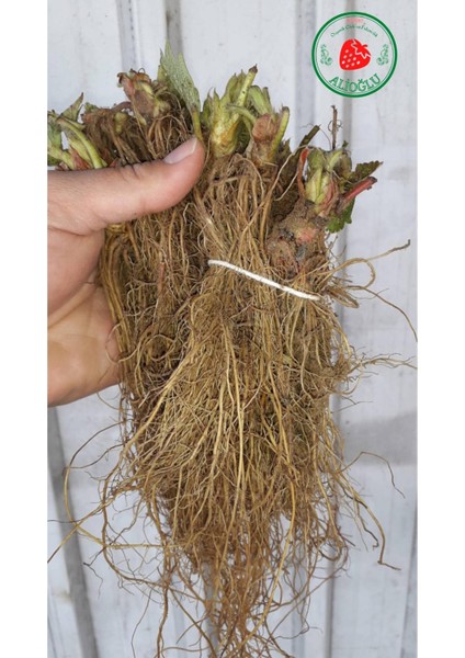 1 Adet Salkım Sarmaşık Çilek Fidesi Taze Söküm fiyatları