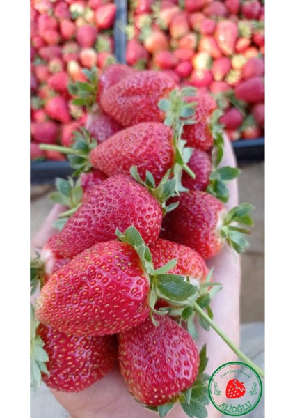 1 Adet Rubgyem Çilek Fidesi Taze Söküm modelleri