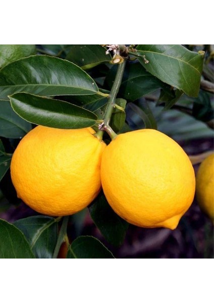 Tüplü Mayer Limon Fidanı