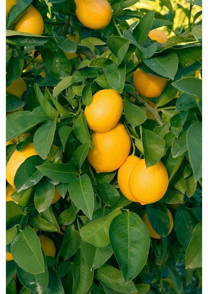 Tüplü Mayer Limon Fidanı
