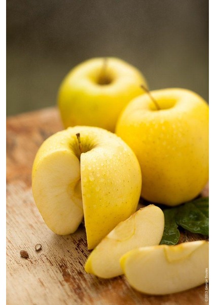 Tüplü Golden Delicious Elma Fidanı