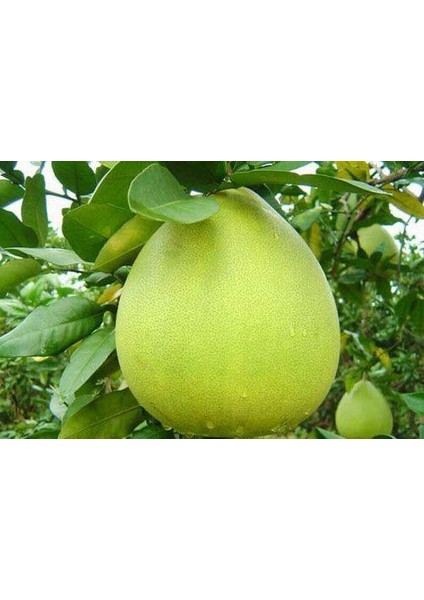 Tüplü Ağaç Kavunu ( Şadok ) Fidanı