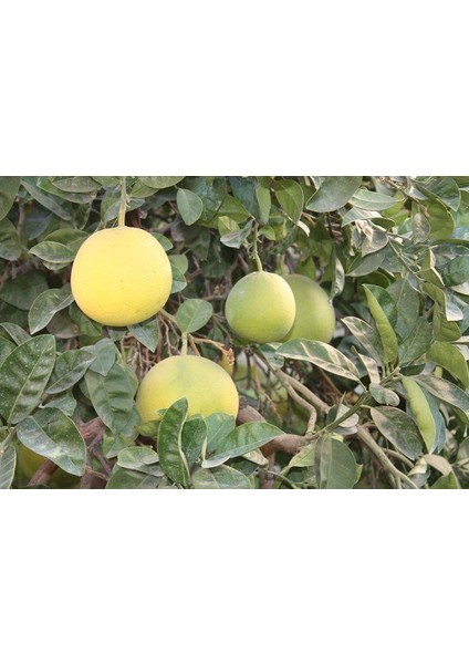 Tüplü Ağaç Kavunu ( Şadok ) Fidanı fiyatları