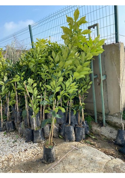 Tüplü Ağaç Kavunu ( Şadok ) Fidanı modelleri