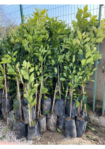 Tüplü Ağaç Kavunu ( Şadok ) Fidanı fırsatları
